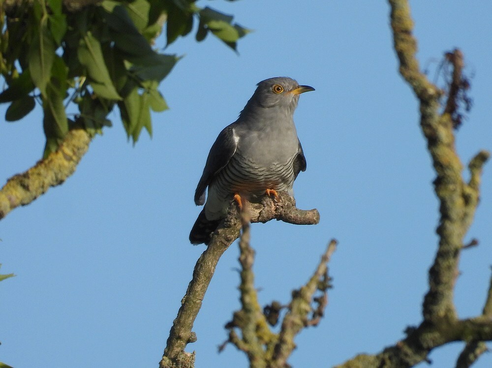 koekoekzouweboezem17052025 1