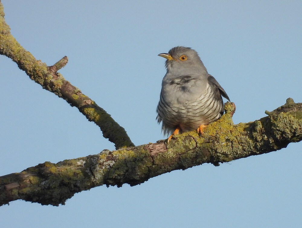 koekoekzouweboezem17052025 10