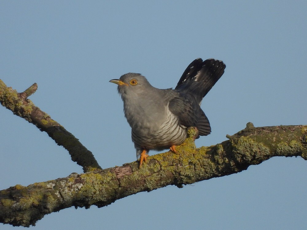 koekoekzouweboezem17052025 2