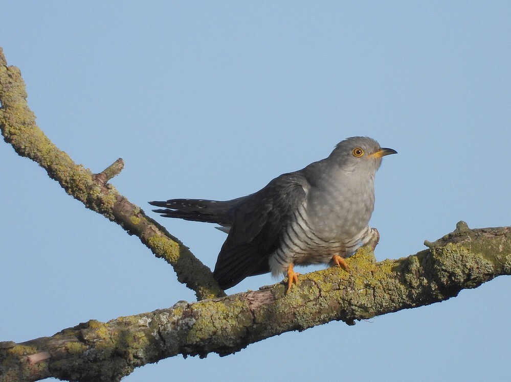 koekoekzouweboezem17052025 3