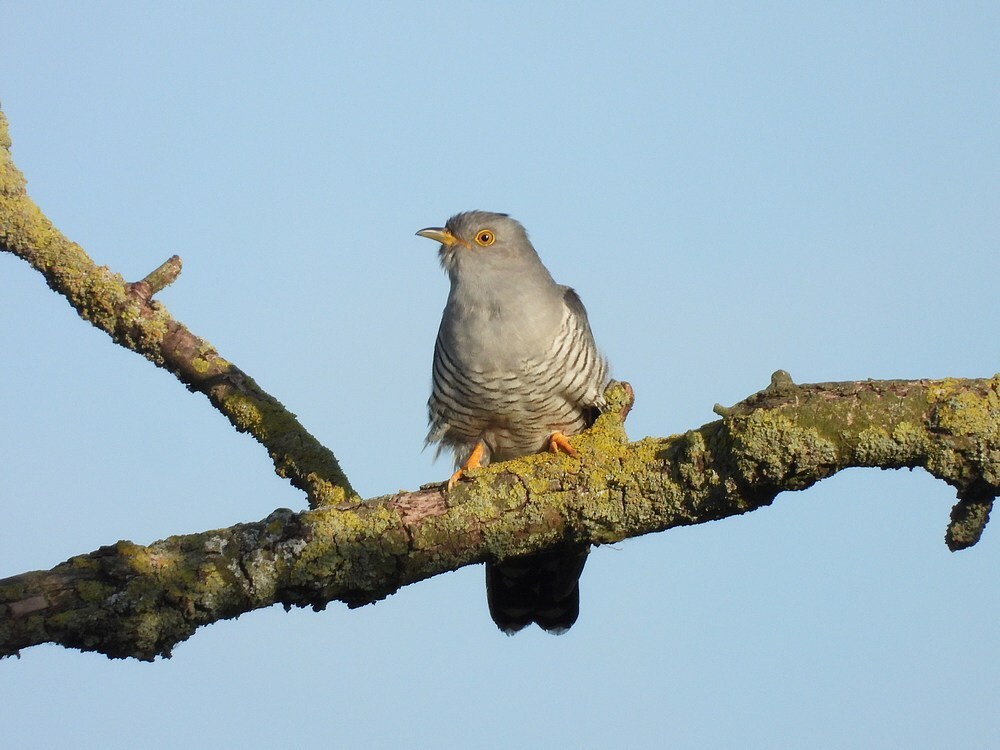 koekoekzouweboezem17052025 5