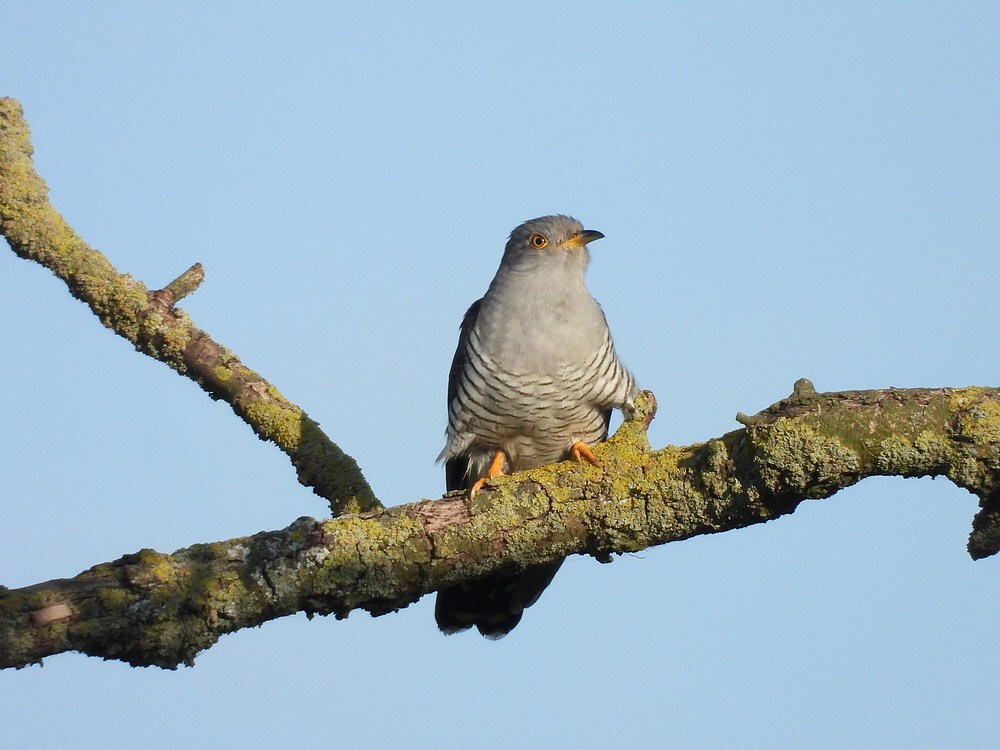 koekoekzouweboezem17052025 6