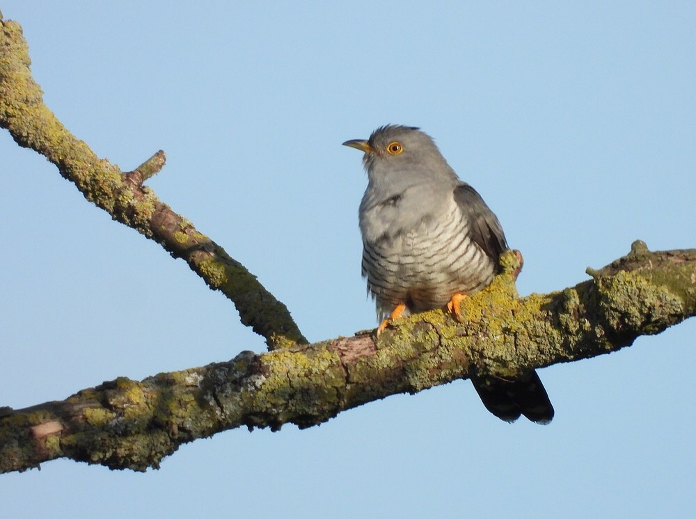 koekoekzouweboezem17052025 7
