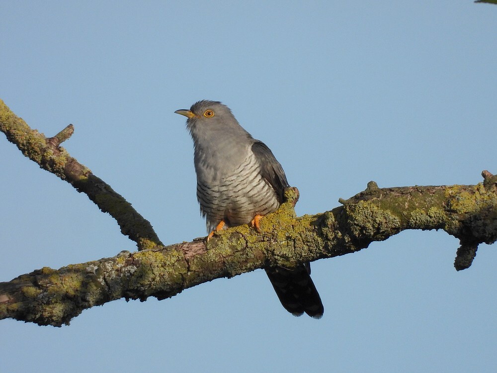 koekoekzouweboezem17052025 8