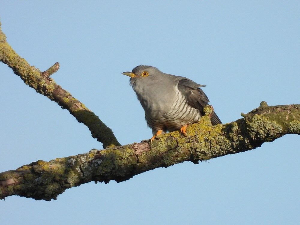 koekoekzouweboezem17052025 9