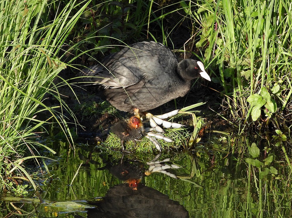 meerkoetmetkuikenzouweboezem14052025