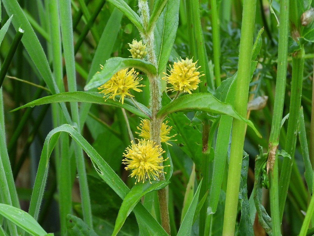 moeraswederikzouweboezem17052025