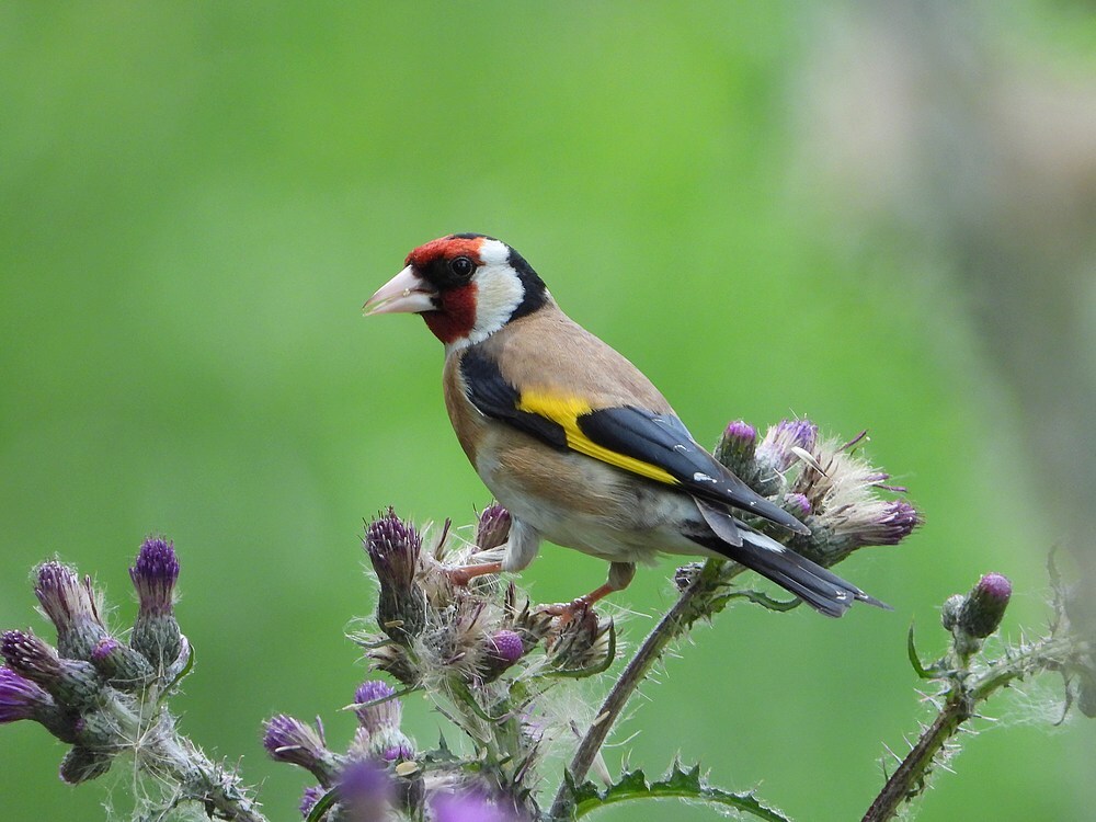 putteropkalejonkerachthovenzouweboezem02062020