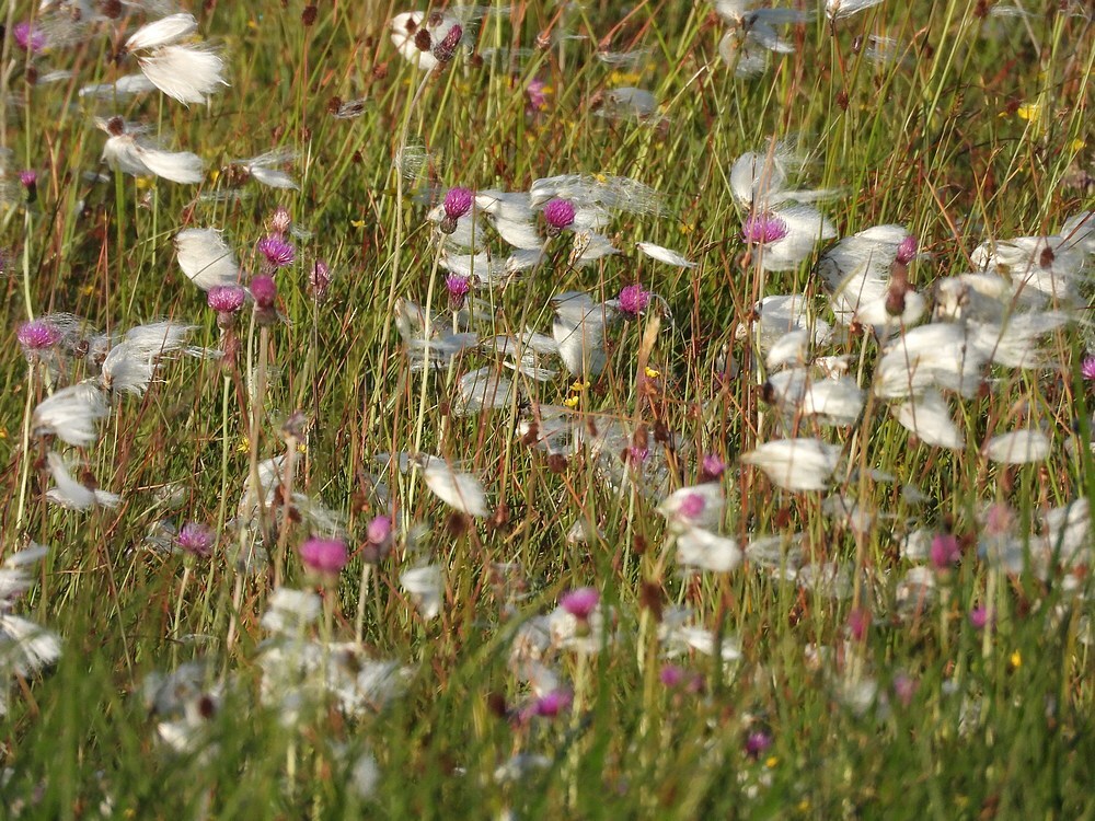 veenpluisenspaanseruiterzouweboezem28052025 3