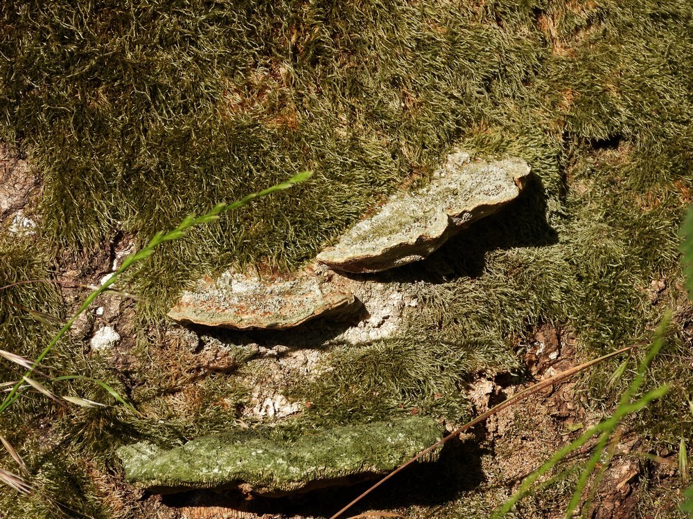 wittebultzwamopgewoneeszouweboezem15052025