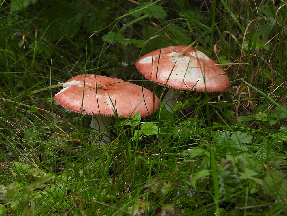 kleibosrussulabotanischetuinenutrecht22062024