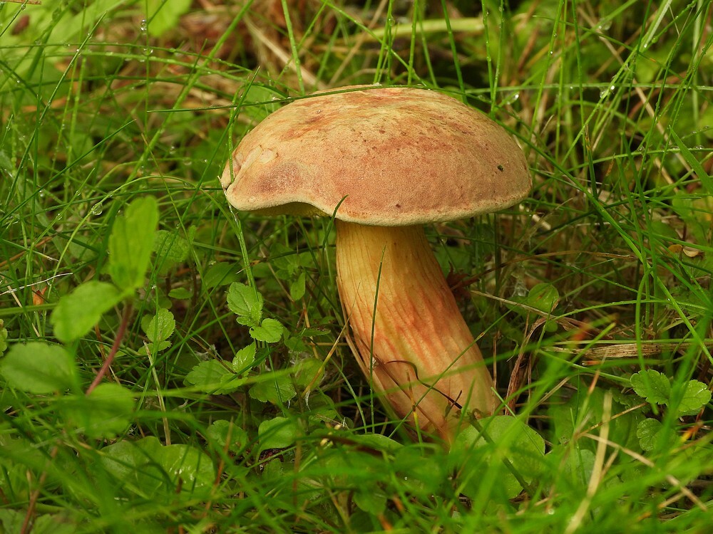 robijnboleetbotanischetuinenutrecht22062024