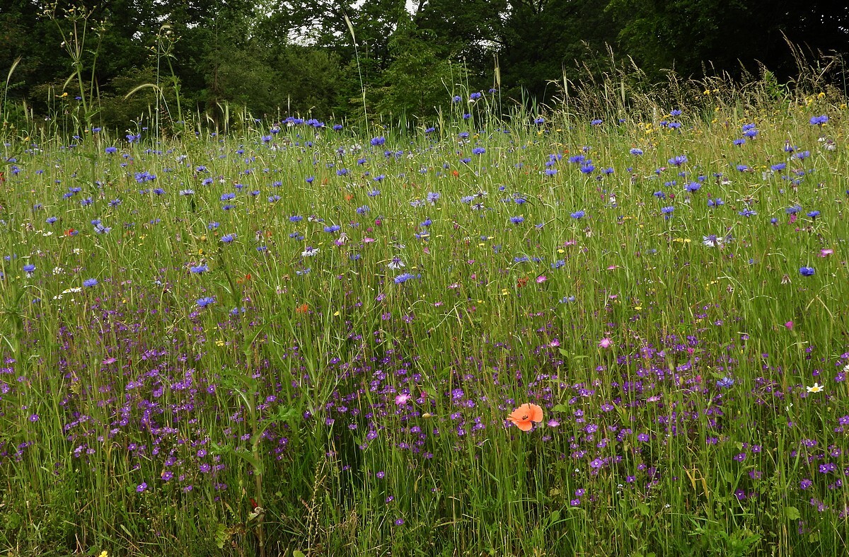 roggeakkervisitekaartjebotanischetuinenutrecht04062024