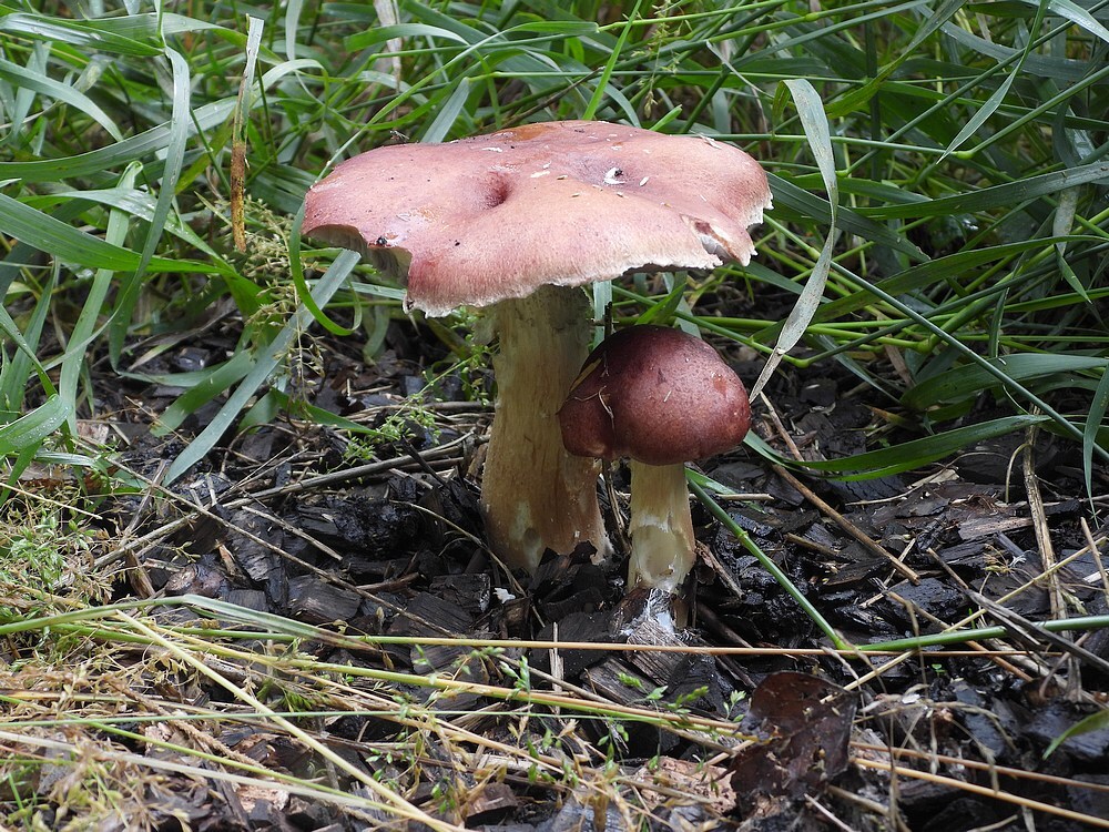 blauwplaatstrophariazouweboezemgebied09062025