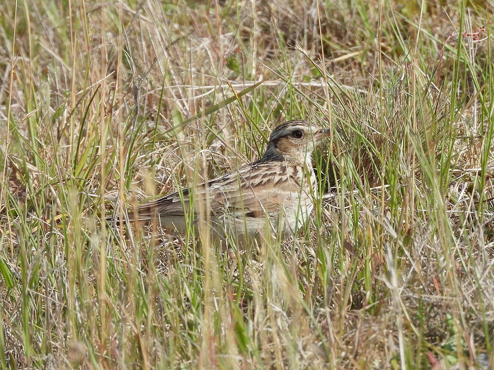 veldleeuwerikmaarnsezandgat12062025