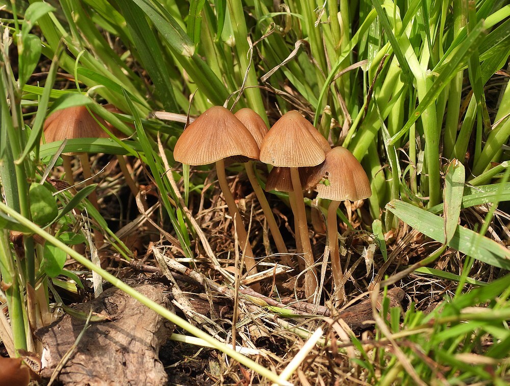 langsteelfranjehoedzouweboezemgebied09062025