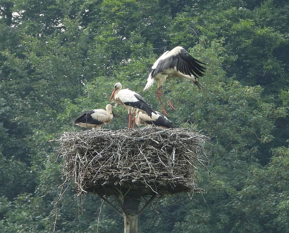 ooievaarsongeringd3jongenpaalnestparkvechtensteinmaarssen10072021 3