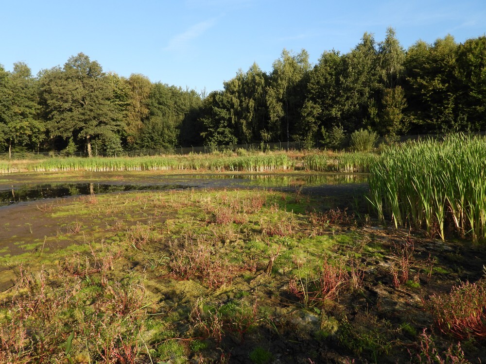 zadellibellenbiotoopairportoersebaanveldhoven21082025 1