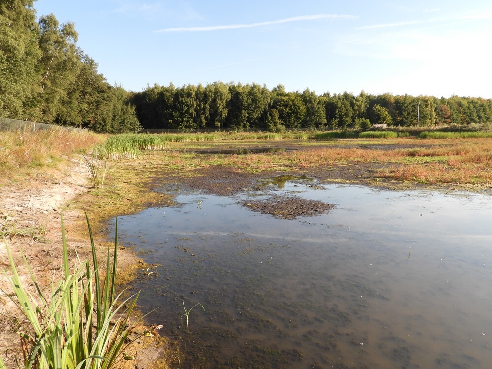 zadellibellenbiotoopairportoersebaanveldhoven21082025 2