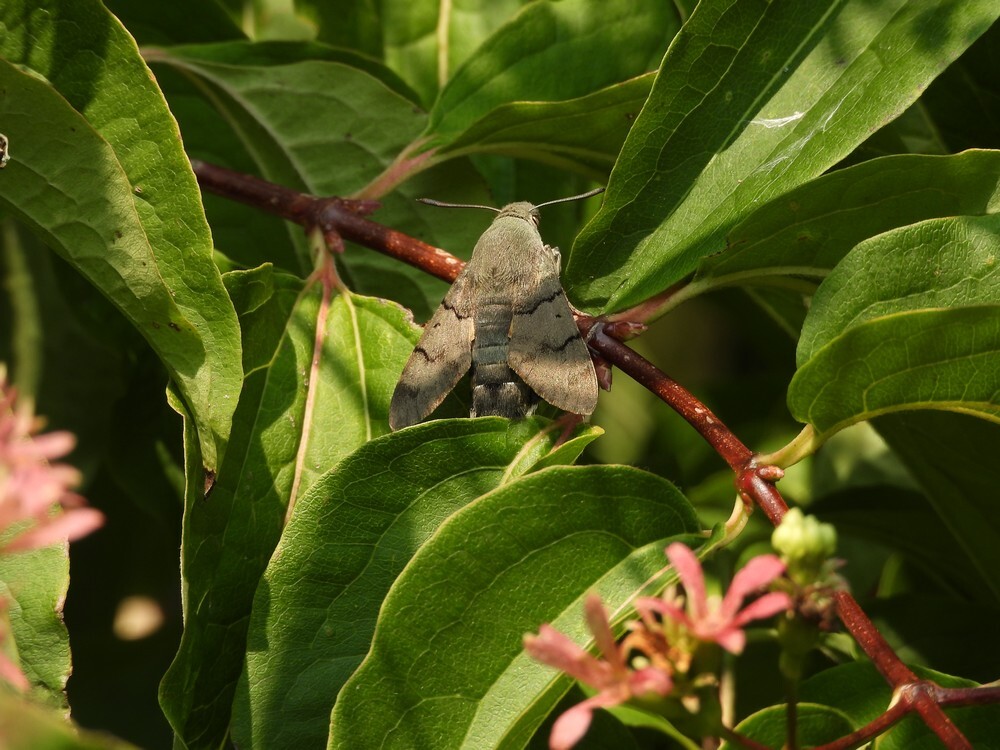 kolibrievlinderopzevenzonenboominsectenweidebotanischetuinenutrecht19092024