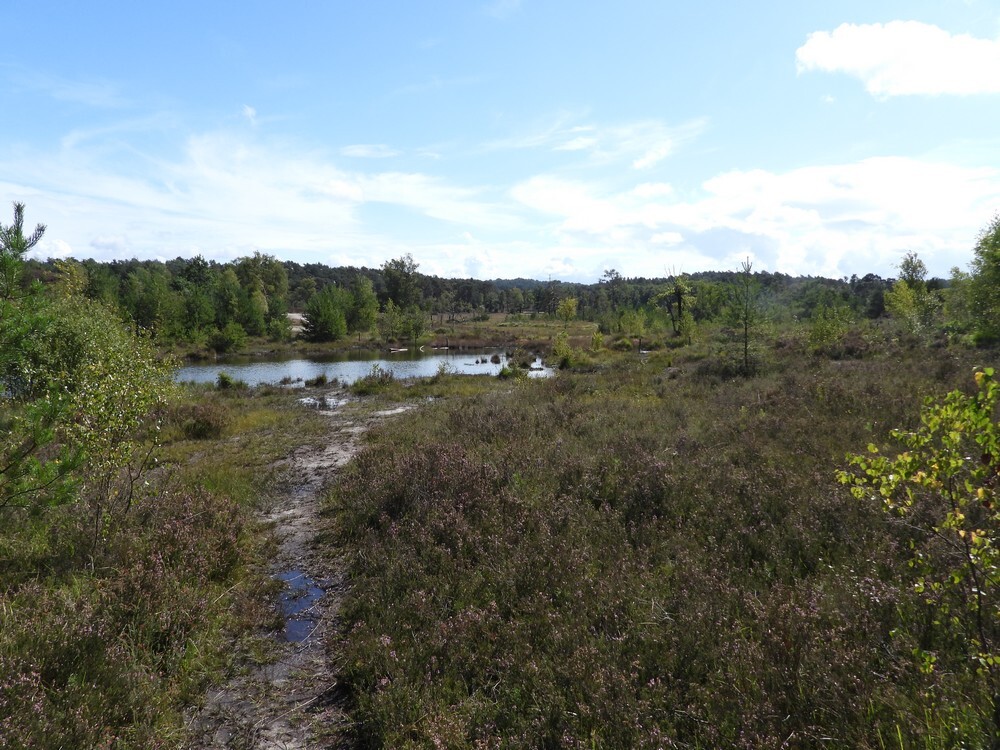 brongebiedroodebeekbrunssummerheide01092025 3