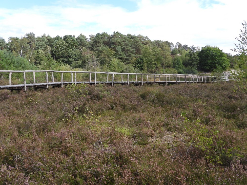 brongebiedroodebeekbrunssummerheide01092025 4