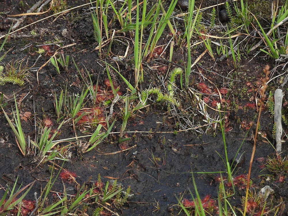 moeraswolfsklauwrondezonnedauwwittesnavelbrongebiedbiesroodebeegbrunssummerheide01092025jpg