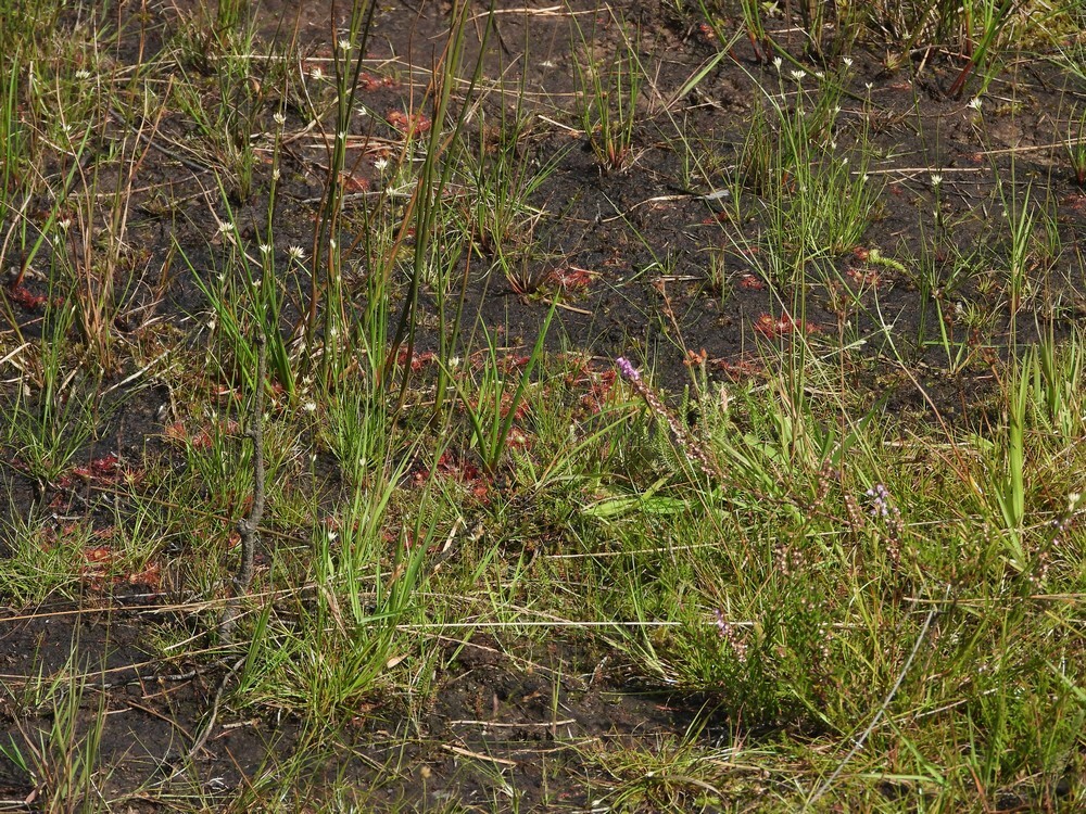 moeraswolfsklauwrondezonnedauwwittesnavelbiesbrongebiedroodebeekbrunssummerheide01092025 2