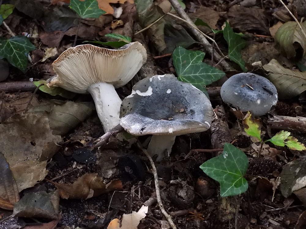 berijpterussulaamerongen08102022