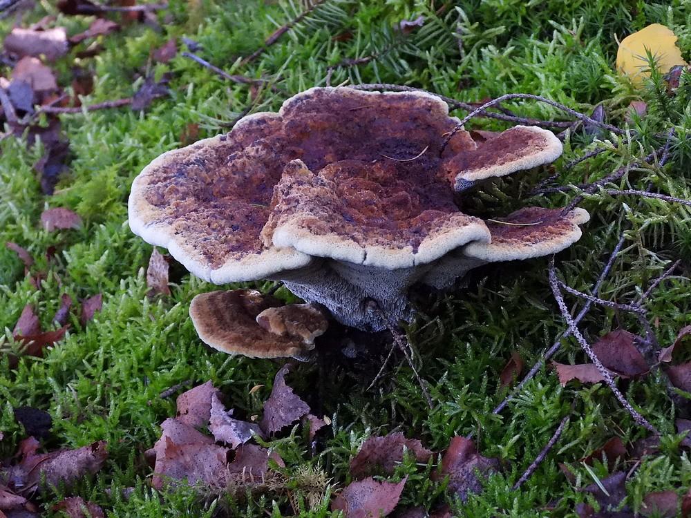 dennenvoetzwamboswachterijleersum12102022