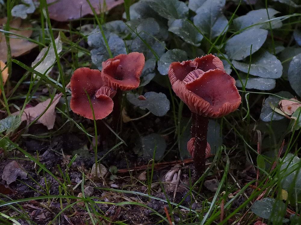 gewonefopzwamkaapsebossendoorn12102022