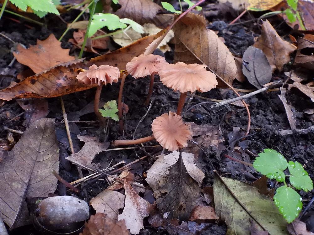 gewonefopzwammaximaparkbuitenhofvleuten23102022