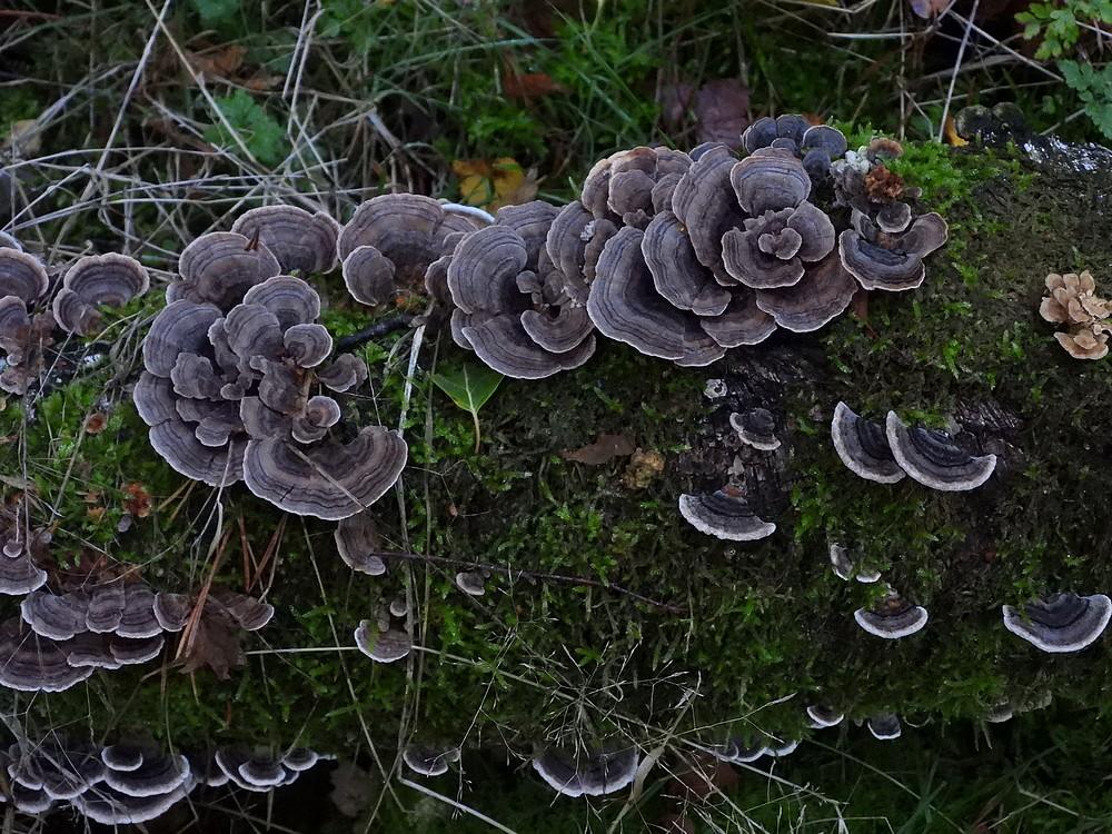 gewoonelfenbankjeleersumseveld12102022