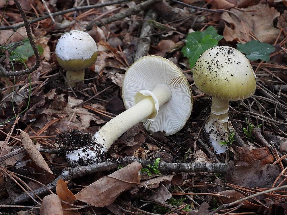 groeneknolamanietzuiderheidehilversum11102022