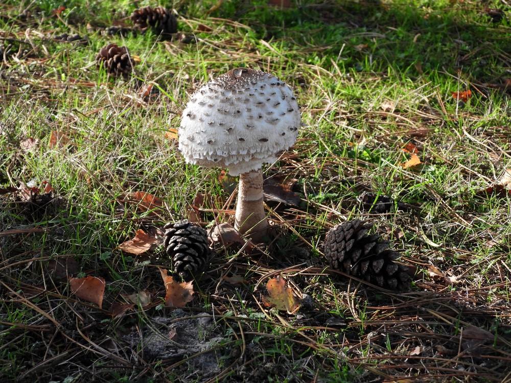 groteparasolzwamleersumseveld12102022
