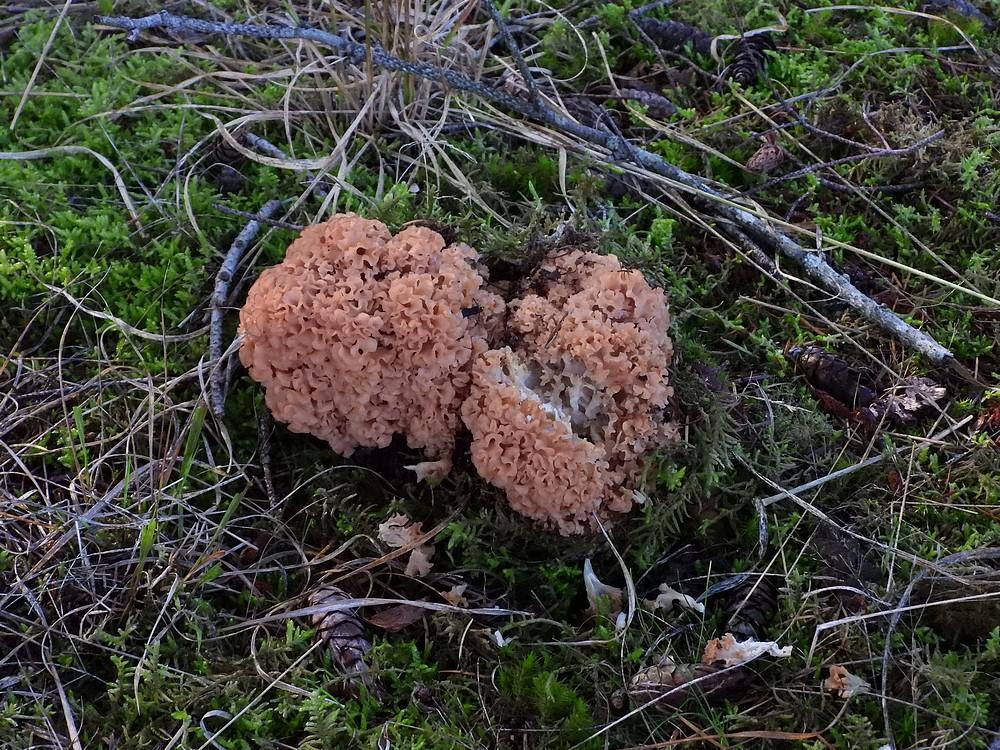 grotesponszwamboswachterijleersum12102022 1