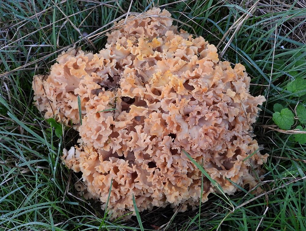 grotesponszwamboswachterijleersum12102022 2