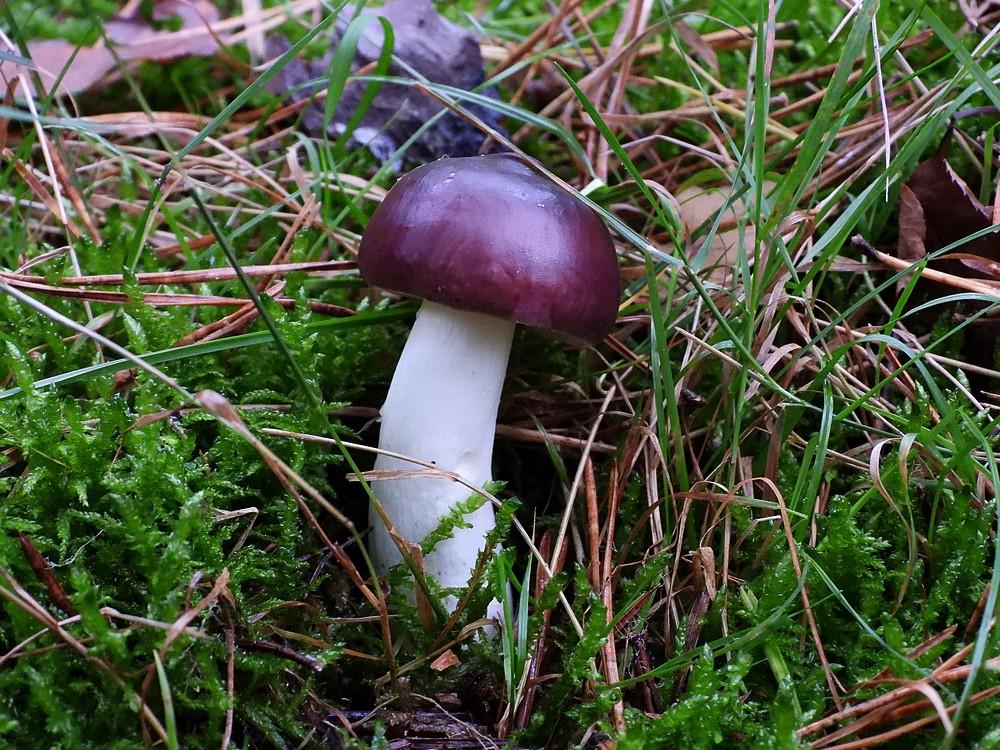 papilrussulazuiderheidehilversum11102022