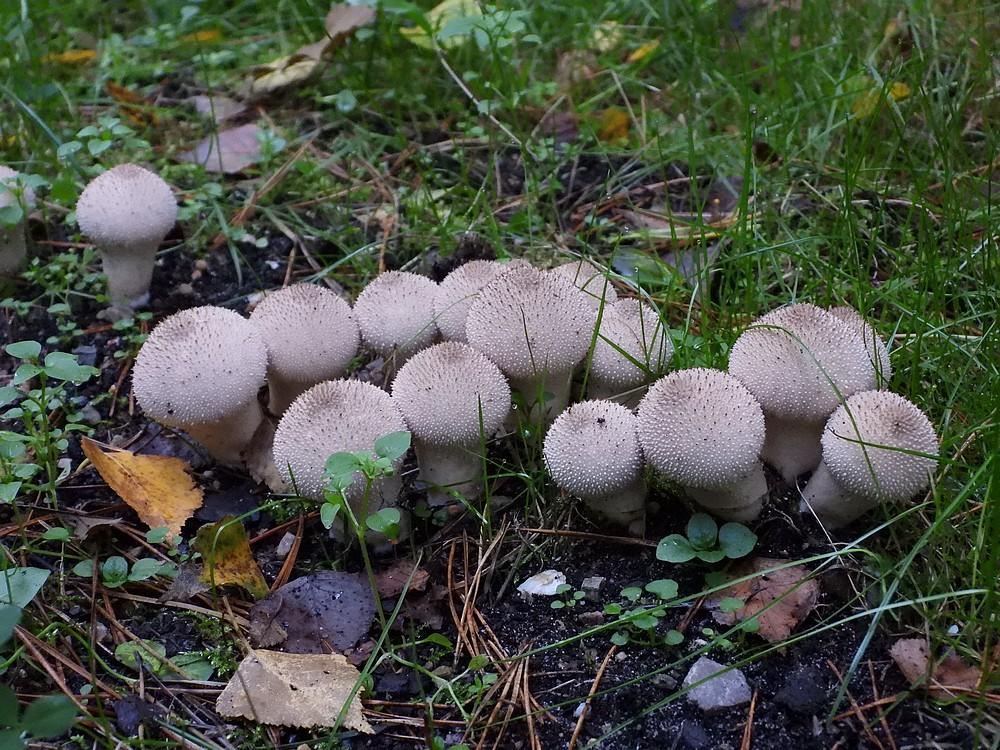 parelstuifzwamkaapsebossendoorn12102022 1
