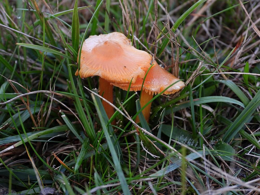 zwartwordendewasplaatzuiderheidehilversum11102022 1