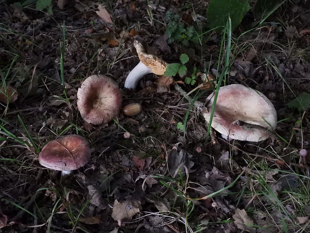 smakelijkerussulabolgerijenvianen10102022