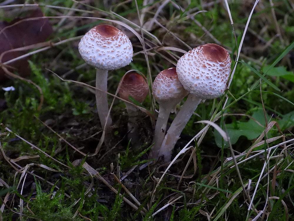 stinkparasolzwamkaapsebossendoorn12102022