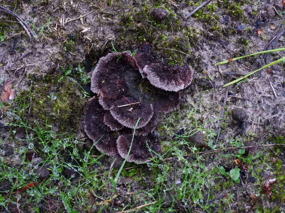 gewonefranjezwamboswachterijdorst15102022