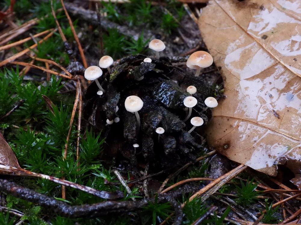 muizenstaartzwamboswachterijdorst15102022