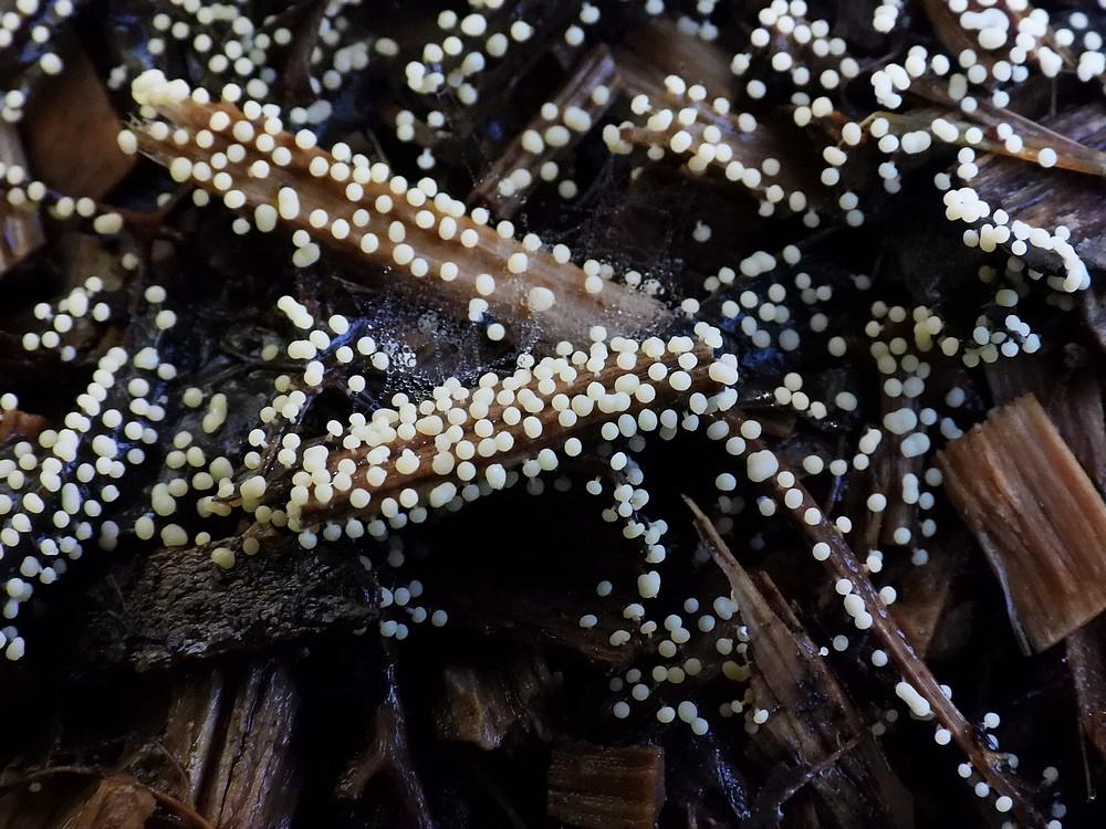 mycomyceet spec. merwelanden18102022