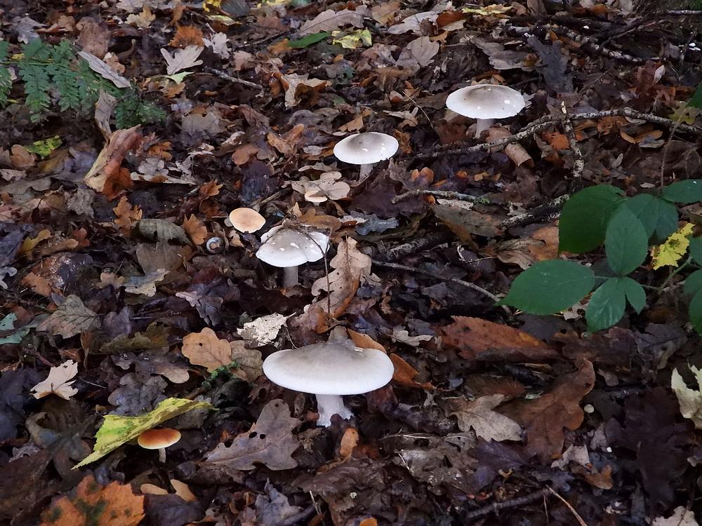 nevelzwamboswachterijdorst15102022 1
