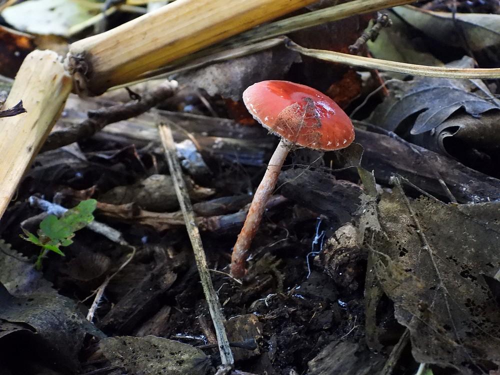 oranjerodestrophariamerwelanden18102022
