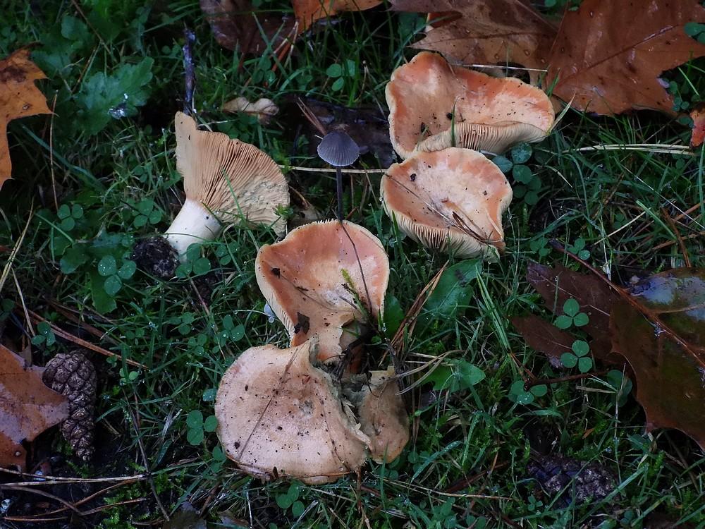 peenrodemelkzwamboswachterijdorst15102022