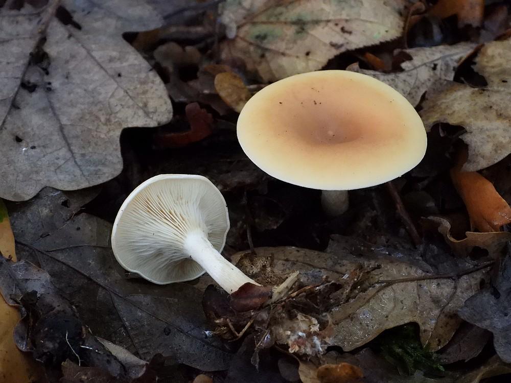 roodbruineschijnridderzwamboswachterijdorst15102022
