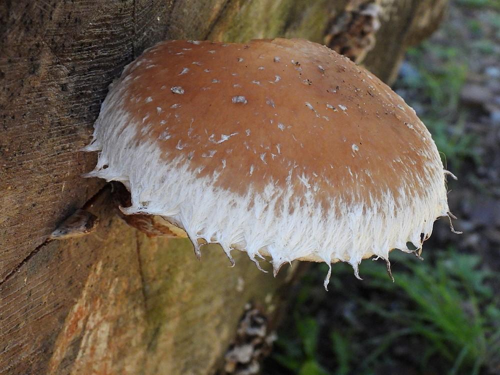 wolligebundelzwammerwelanden18102022 2